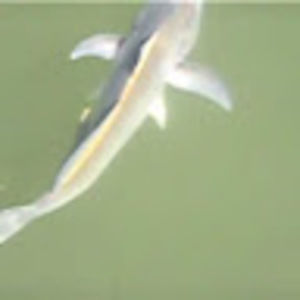 Meet your Posher, Charlie